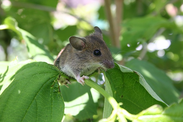 Tanaman Pengusir Tikus