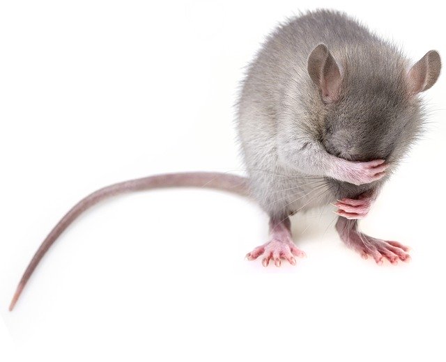 Tikus-Tikus Takut Dengan 3 Tanaman Dan 2 Bumbu Dapur Ini Thoyron Inc
