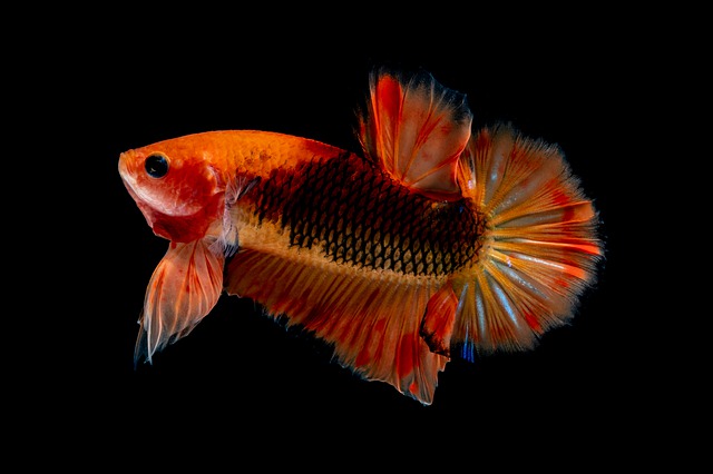 Motif Dan Warna Ikan Cupang Cantik