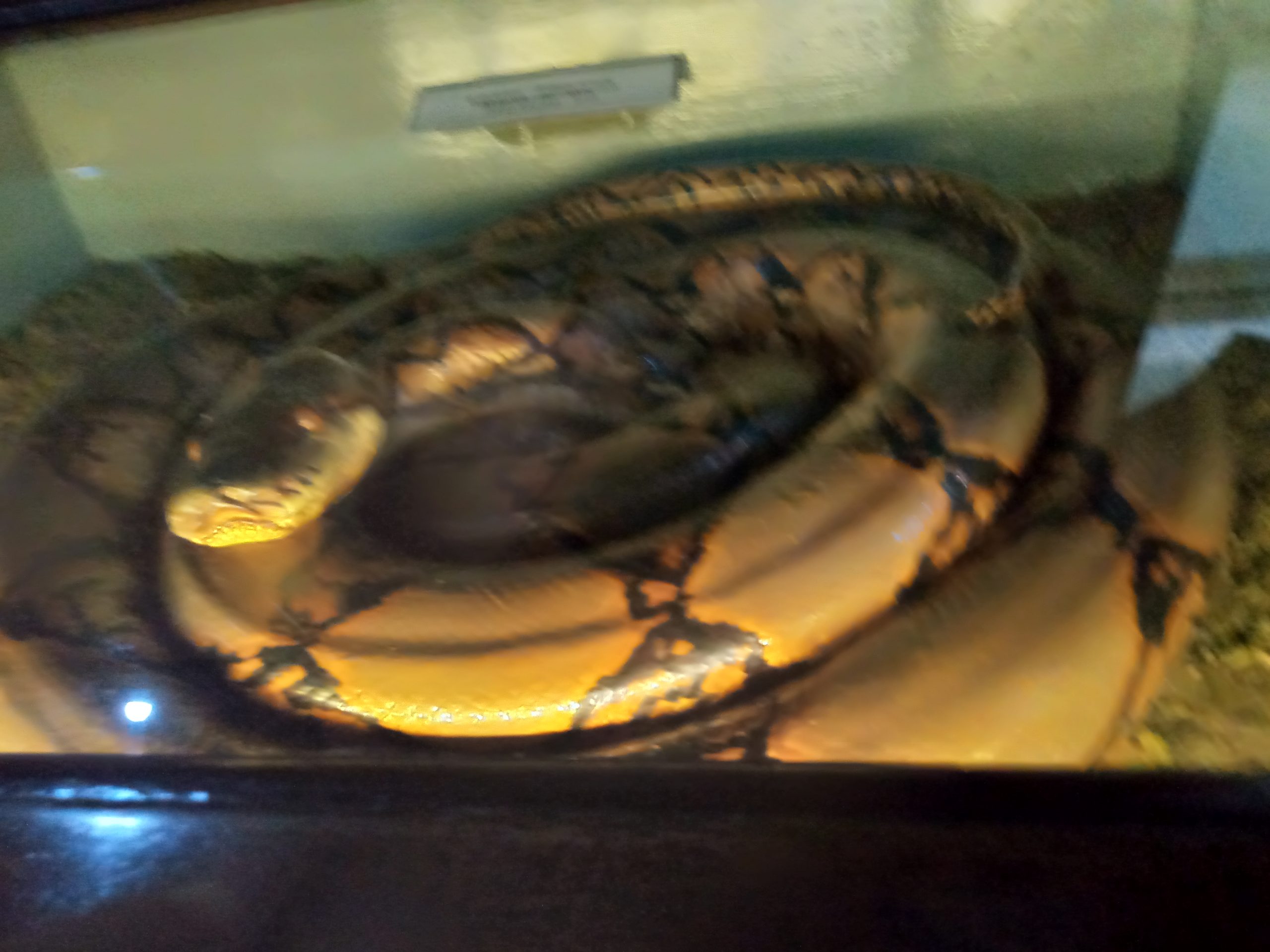 Kebun Raya Bogor Perpaduan Tempat Wisata Alam Dan Musium