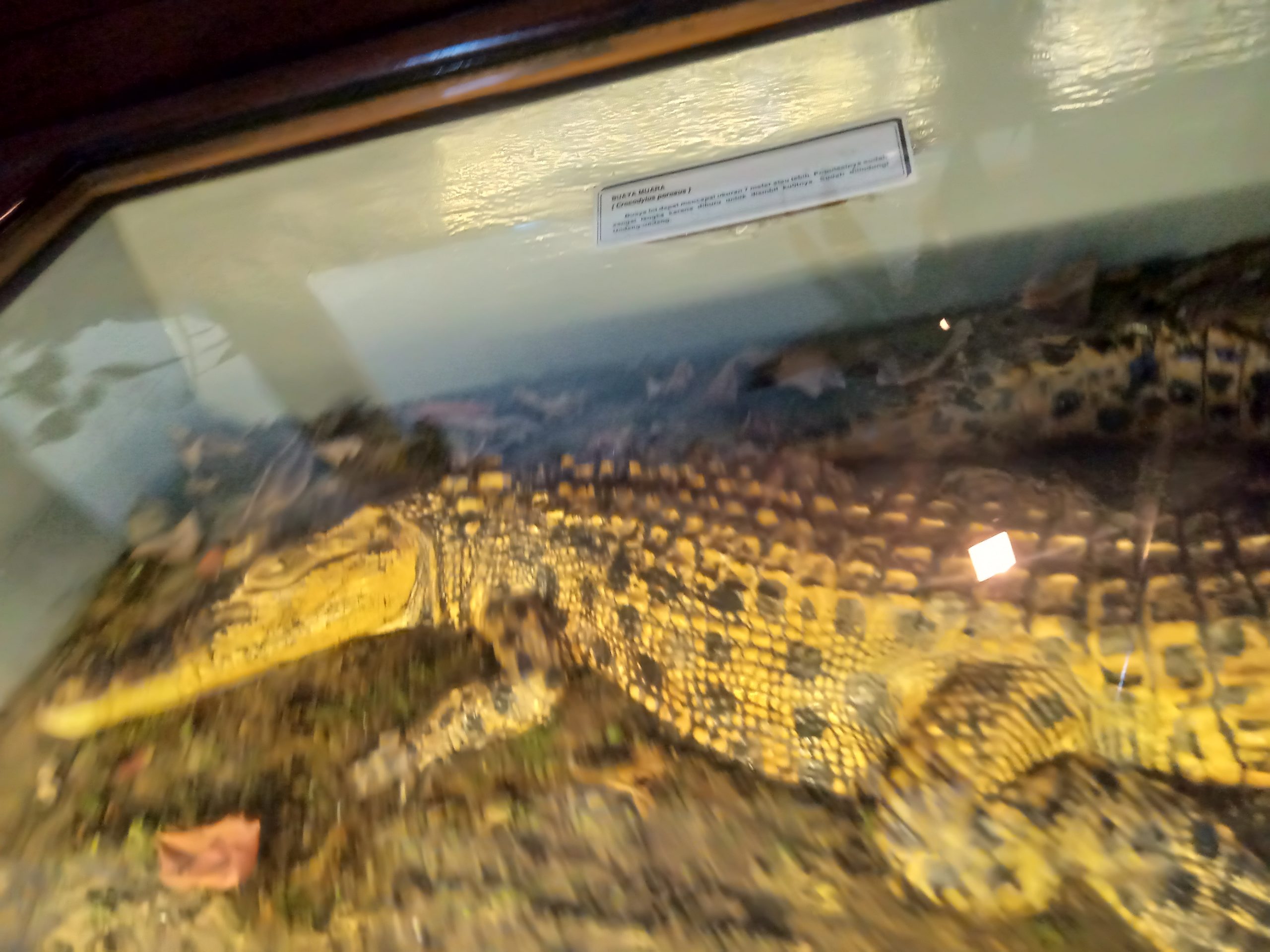 Kebun Raya Bogor Perpaduan Tempat Wisata Alam Dan Musium