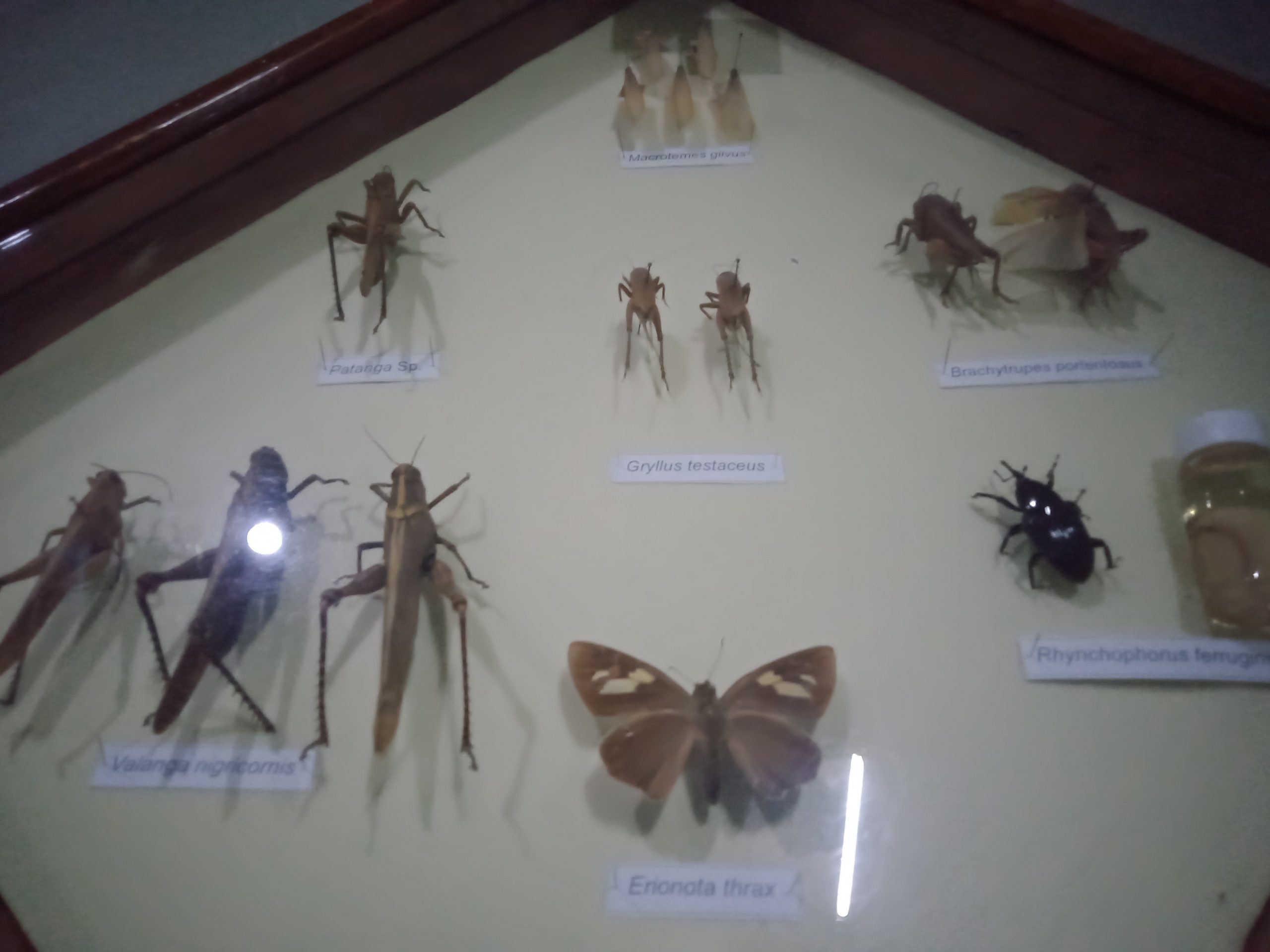 Kebun Raya Bogor Perpaduan Tempat Wisata Alam Dan Musium