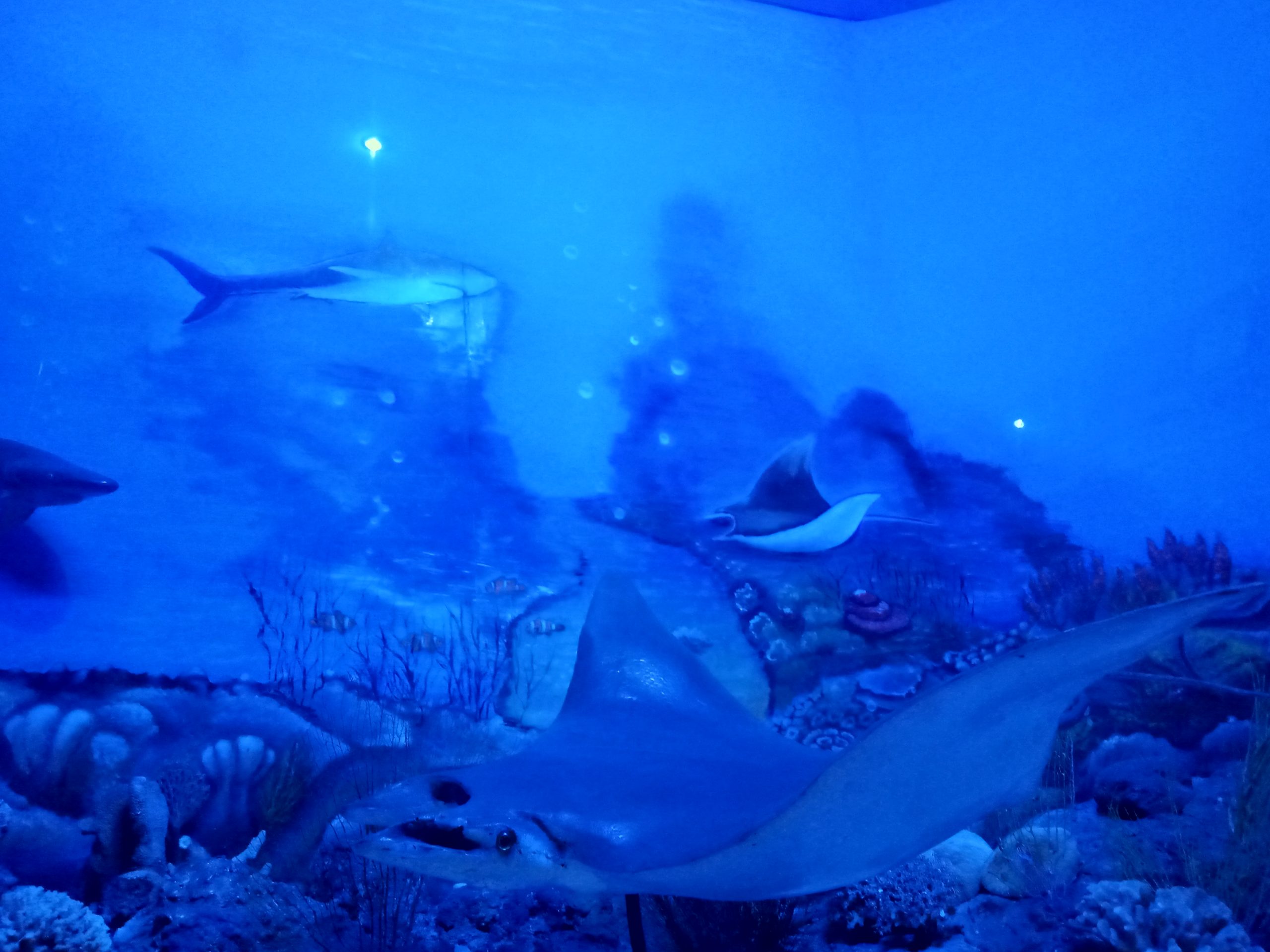 Kebun Raya Bogor Perpaduan Tempat Wisata Alam Dan Musium