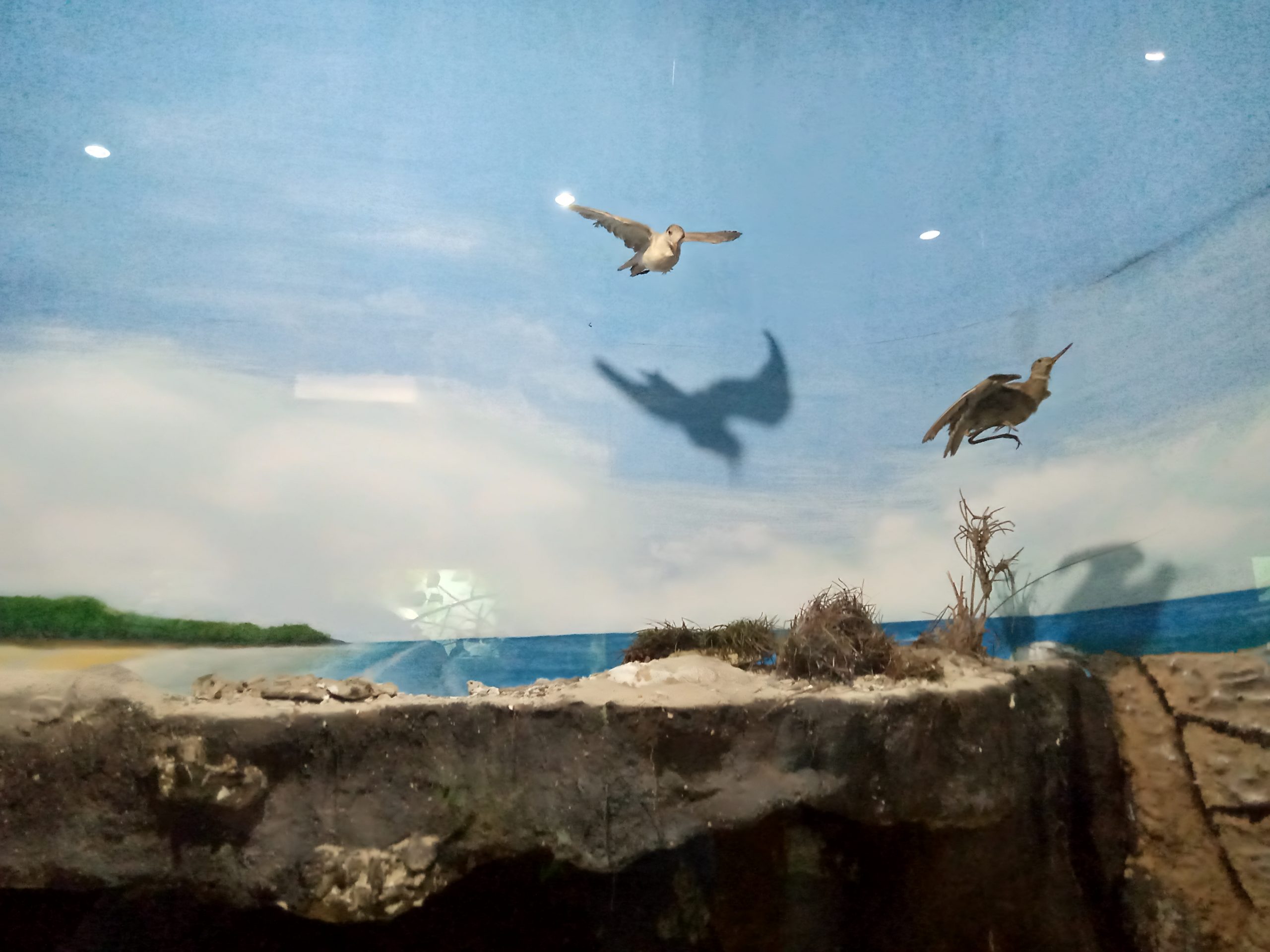 Kebun Raya Bogor Perpaduan Tempat Wisata Alam Dan Musium