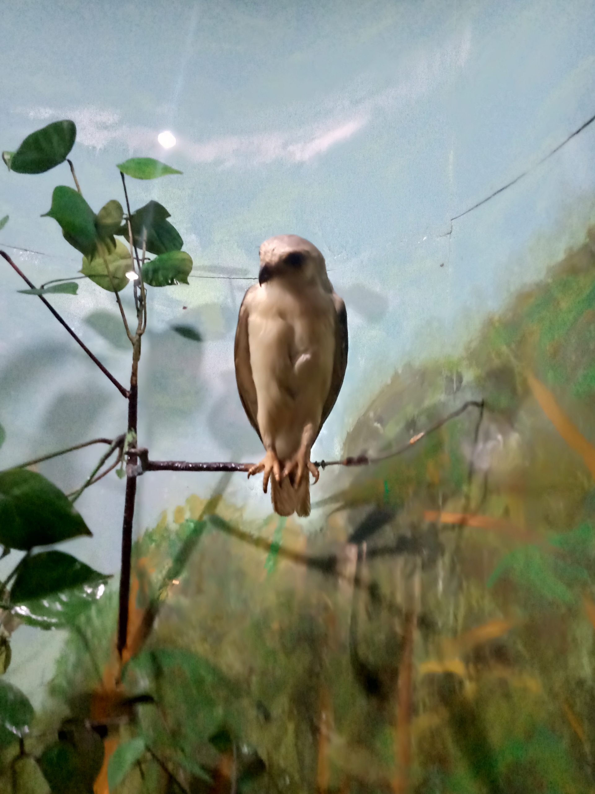 Kebun Raya Bogor Perpaduan Tempat Wisata Alam Dan Musium