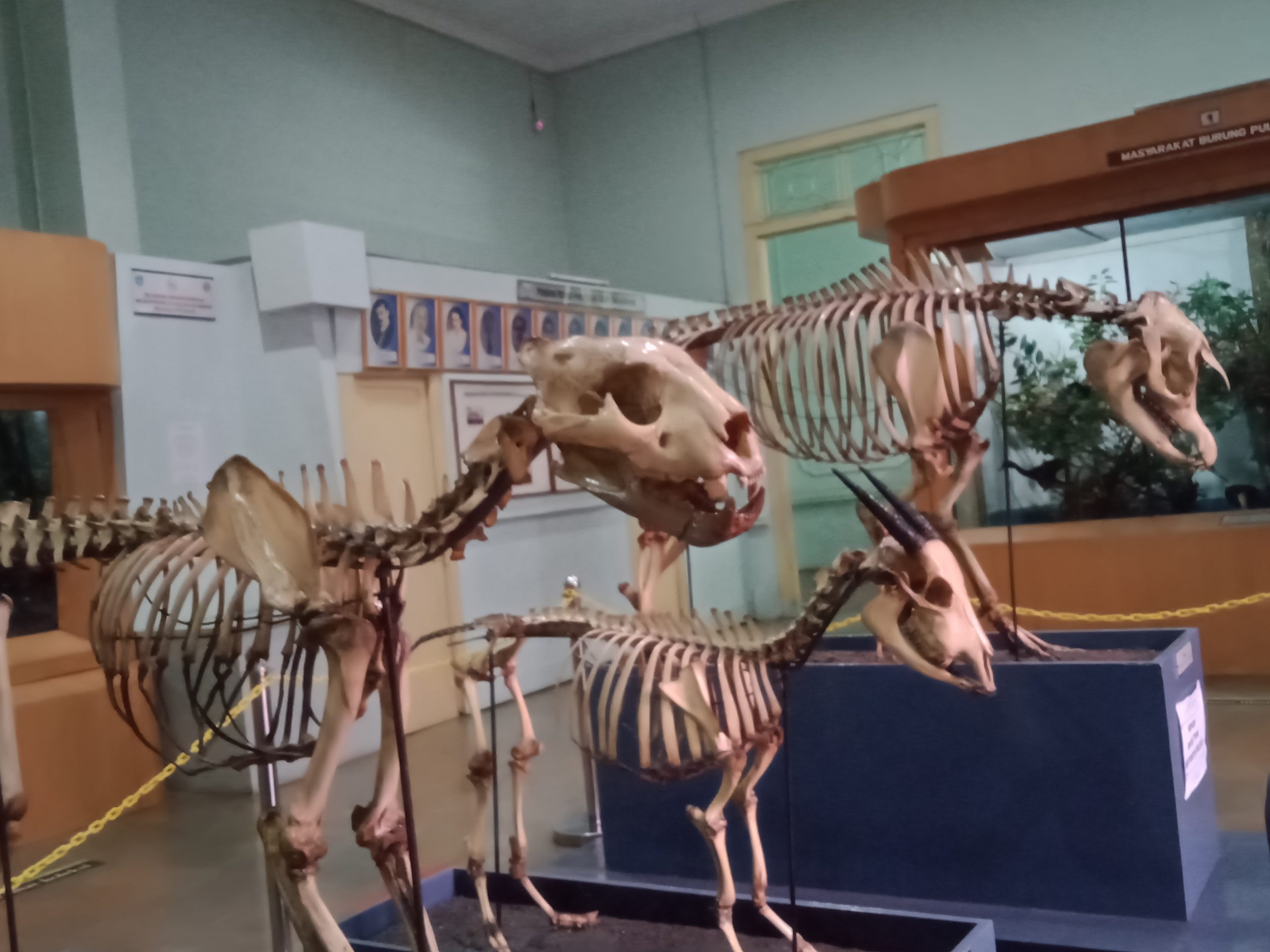 Kebun Raya Bogor Perpaduan Tempat Wisata Alam Dan Musium