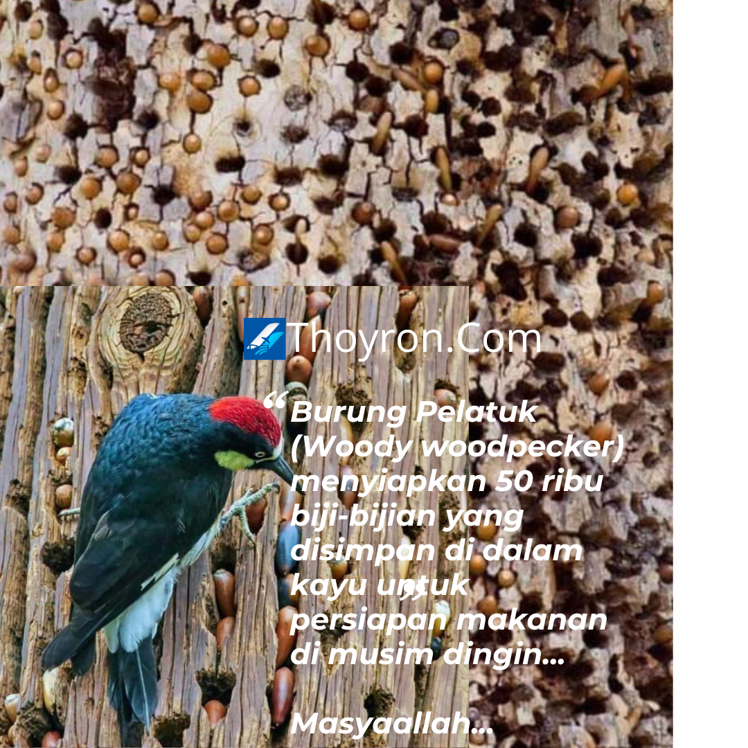 Kebiasaan Burung Woody WoodPacker