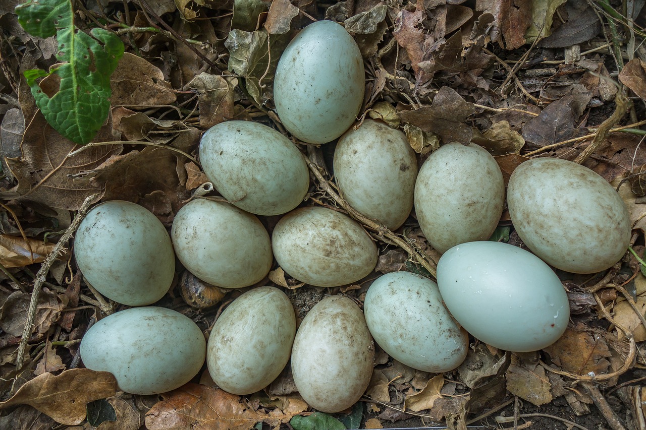 Telur Bebek dan Fakta-Fakta Menariknya